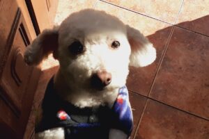 Veterinaria Mariano Torreiro