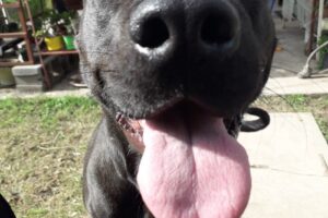 Veterinaria matasanos