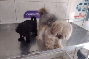 Veterinaria Mis Mascotas