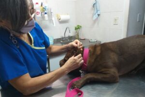 Veterinaria Molière