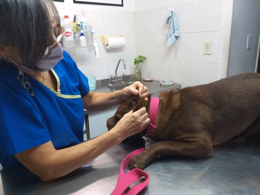 Veterinaria Molière