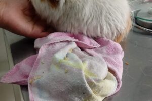 Veterinaria Mundo Bicho