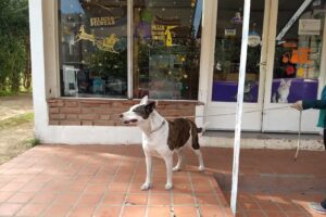 Veterinaria Murashima