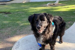 Veterinaria Narices Frías