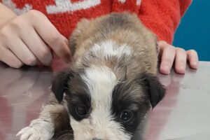 Veterinaria Natureza