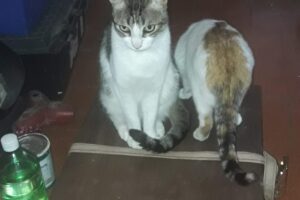 Veterinaria Nuestra Señora Del Valle