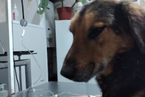 Veterinaria Pamperito