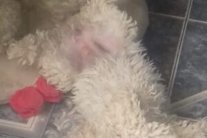 Veterinaria Patagonia