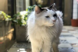 Veterinaria Patagonia en Recoleta