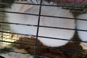 Veterinaria Patitas Clinica Peluqueria