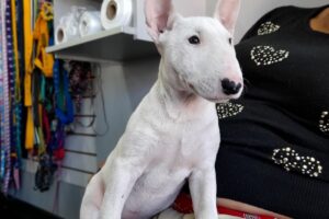 Veterinaria Percario