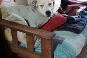 Veterinaria Pet Shop Peluquería Canina PuntoVet San Martín