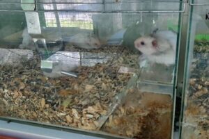 Veterinaria Pets Shop los Amigos