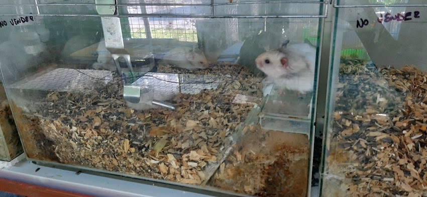 Veterinaria Pets Shop los Amigos