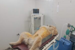 Veterinaria Planeta Animal Dr Rodrigo Avila Segura