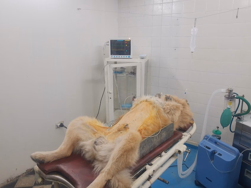 Veterinaria Planeta Animal Dr Rodrigo Avila Segura