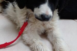 Veterinaria Reino Salvaje