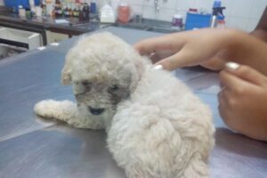 Veterinaria San Bernardo