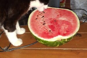 Veterinaria San Felipe