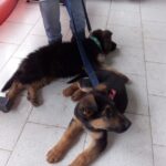 Veterinaria San Francisco