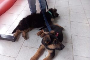 Veterinaria San Francisco