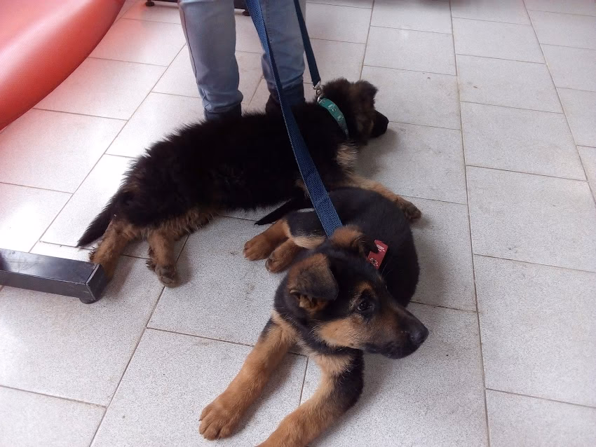 Veterinaria San Francisco