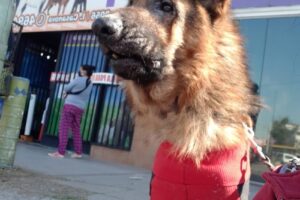 Veterinaria San Martín