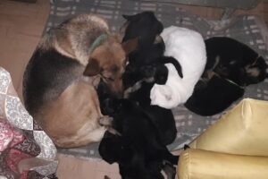 Veterinaria San Nicolas