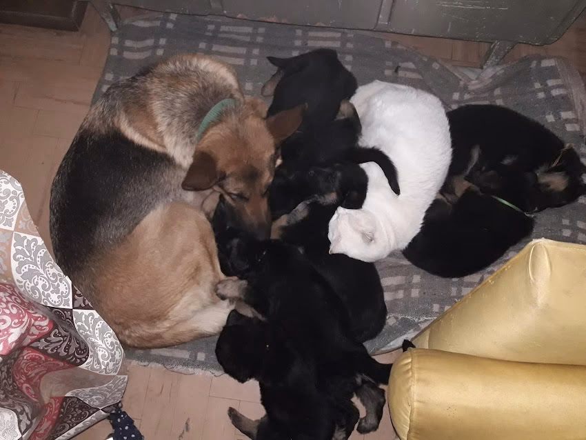 Veterinaria San Nicolas