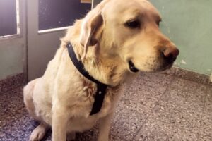 Veterinaria San Roque