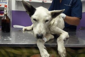 Veterinaría San Roque