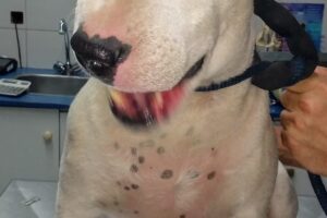 Veterinaria San Roque Hospital de Veterinaria