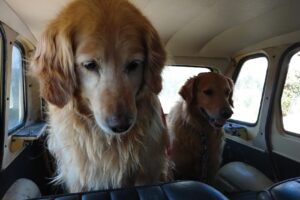 Veterinaria Santa Cruz