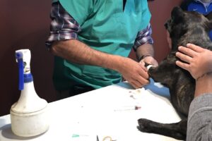 Veterinaria Santa Rosa