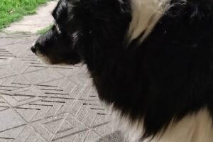 Veterinaria Santiago