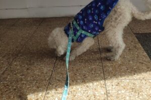 Veterinaria Santos Vega