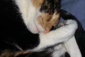 Veterinaria Sarmiento