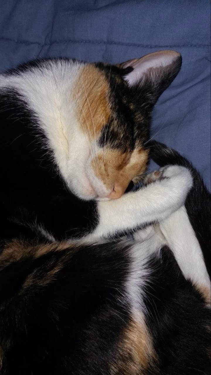 Veterinaria Sarmiento