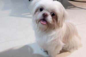 Veterinaria Sigma Champagnat