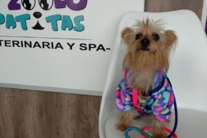 Veterinaria Spa Zoolo Patitas