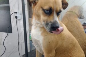 Veterinaria tiendapuppy peluquería canina