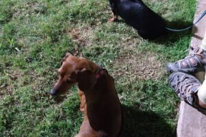 Veterinaria Top Level