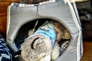 Veterinaria Tucumán Tienda Para Mascotas