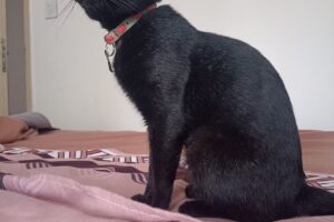 Veterinaria Unidos Rincón Mascotero