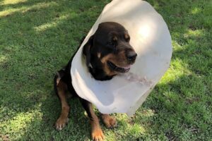 Veterinaria Victorica