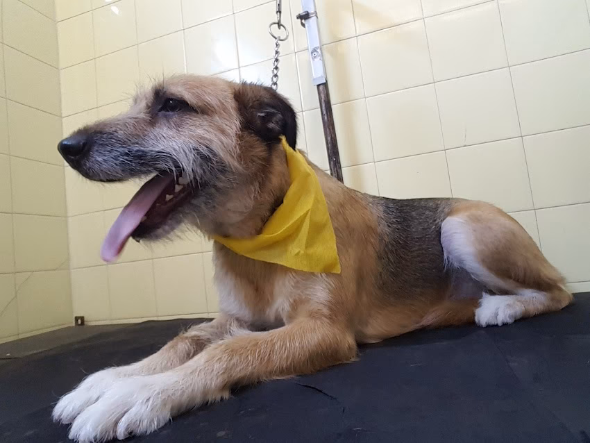 Veterinaria Vida de perros