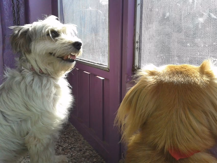 Veterinaria Vidanimal