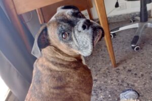 Veterinaria Villa Adelina