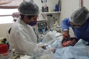 Veterinaria Villa Altube