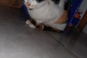 Veterinaria Vocación Animal Urgencias 15736809